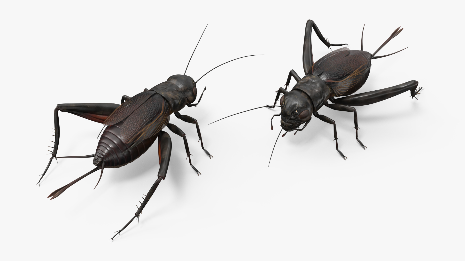 3D Field Cricket model