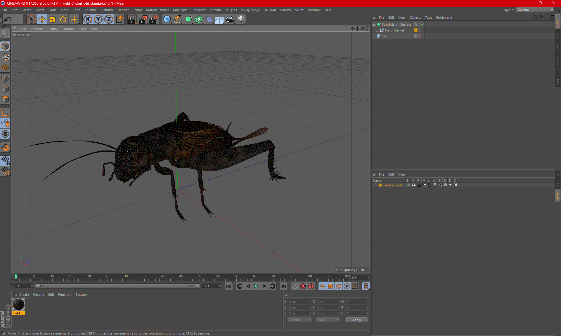 3D Field Cricket model
