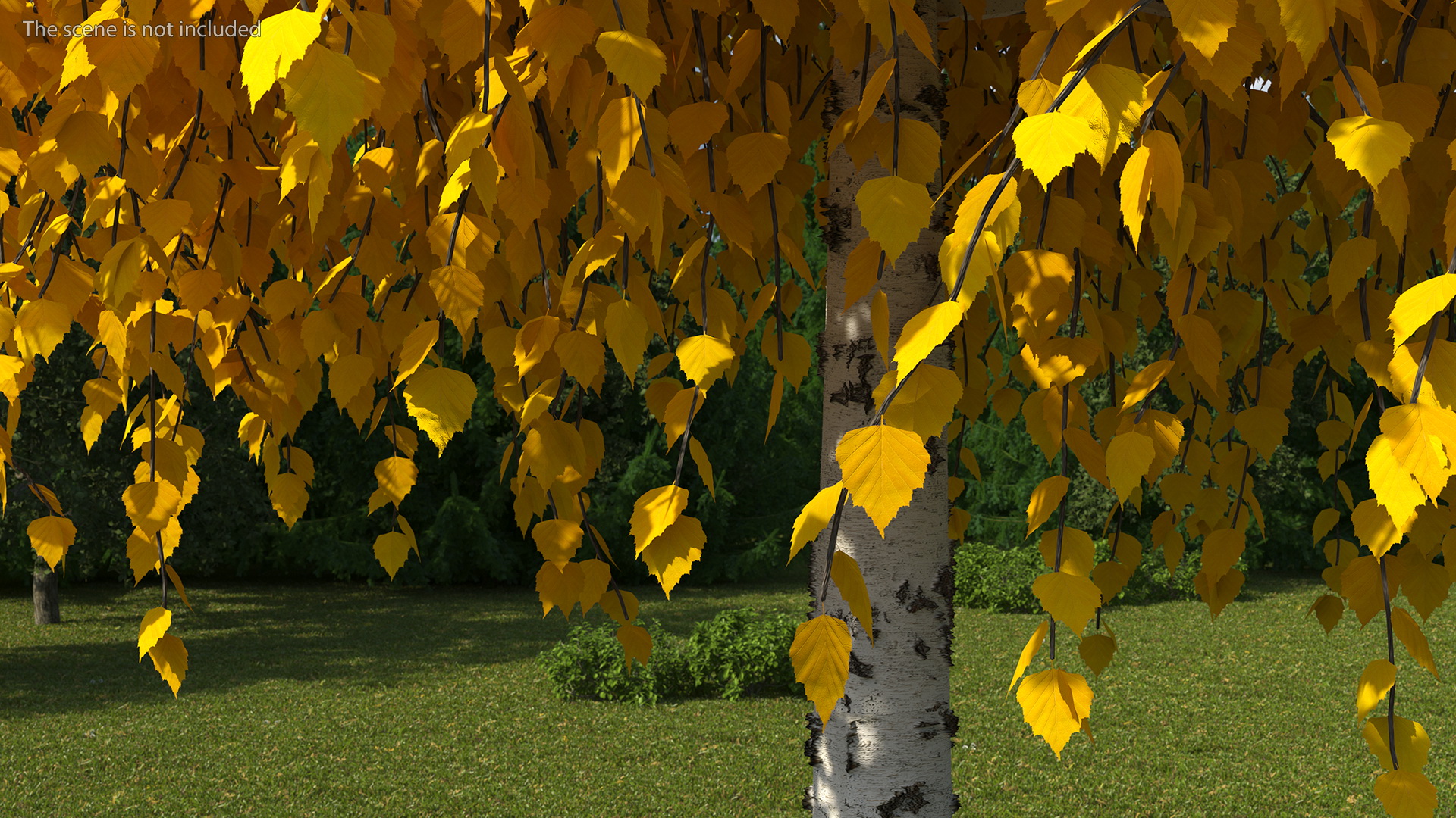 3D Small Birch Tree Yellow model