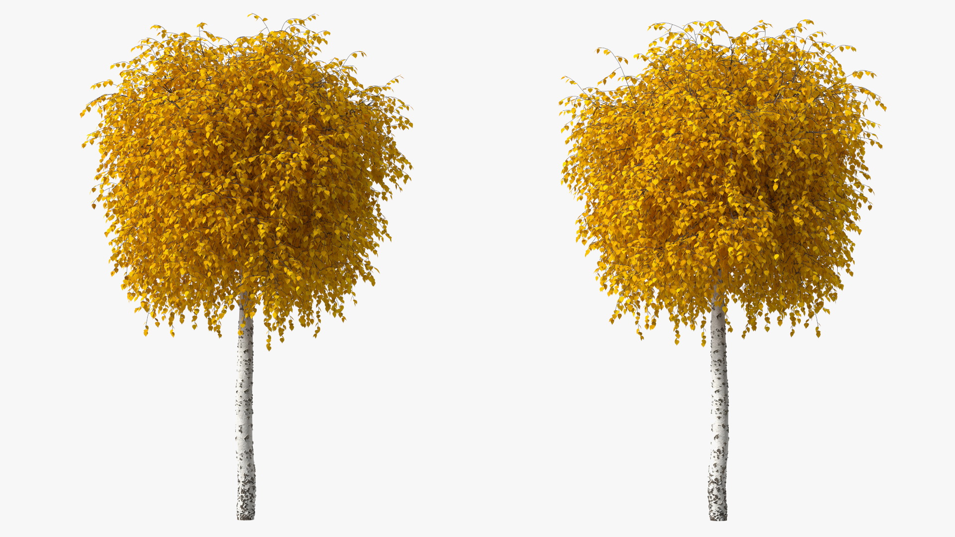 3D Small Birch Tree Yellow model