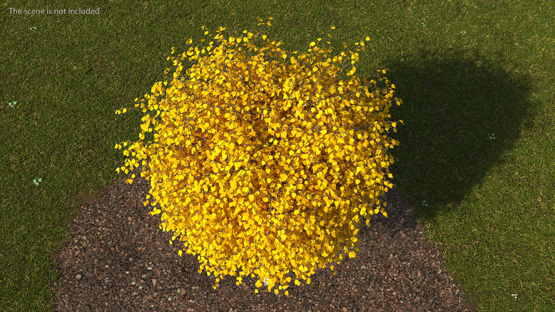 3D Small Birch Tree Yellow model
