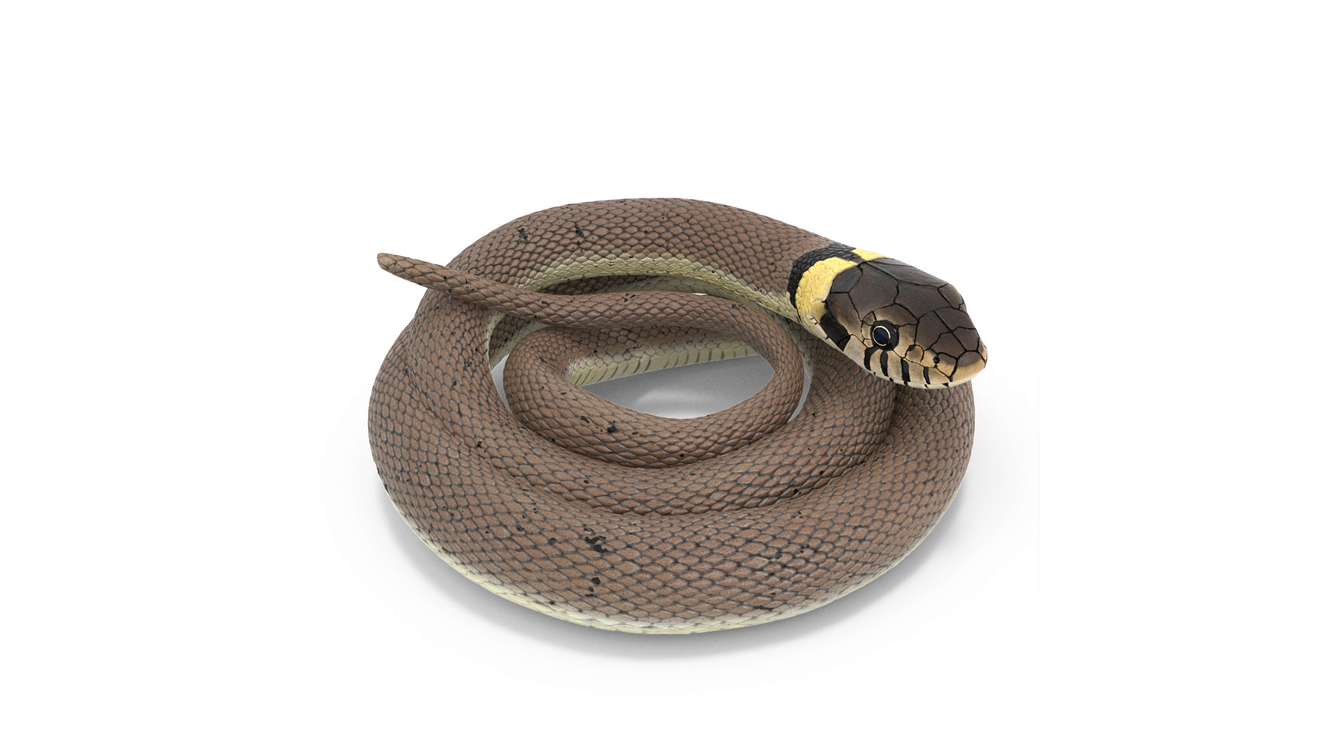 Ringed Snake Coiled 3D model