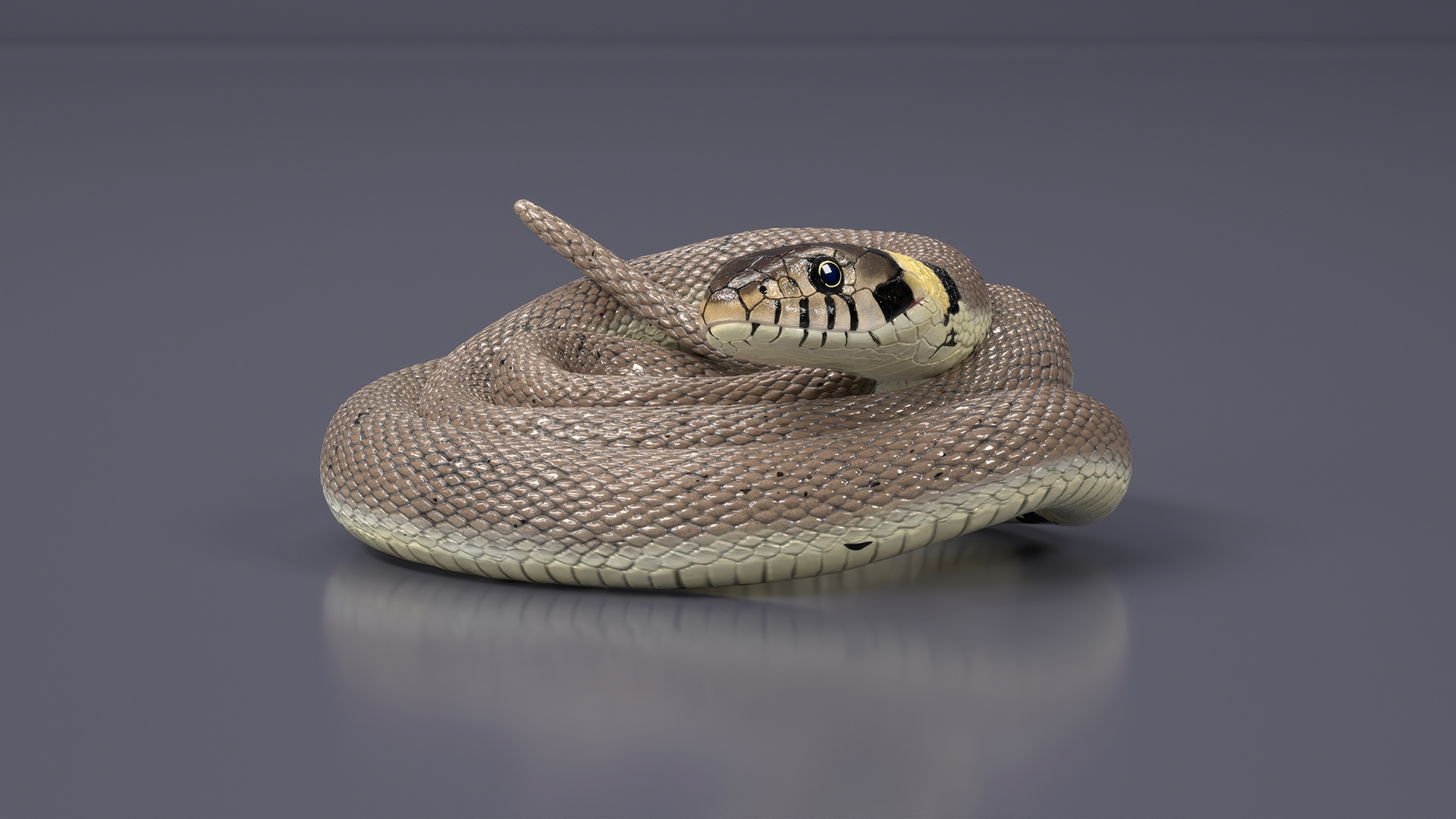Ringed Snake Coiled 3D model