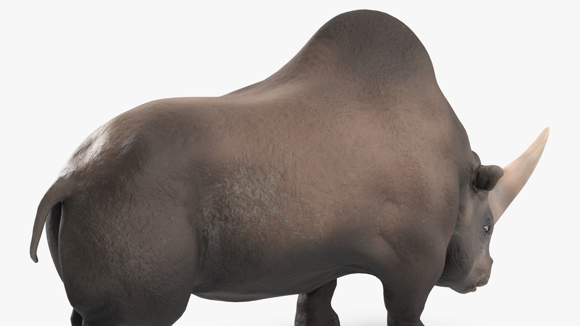 3D model Giant Rhinoceros Standing Pose