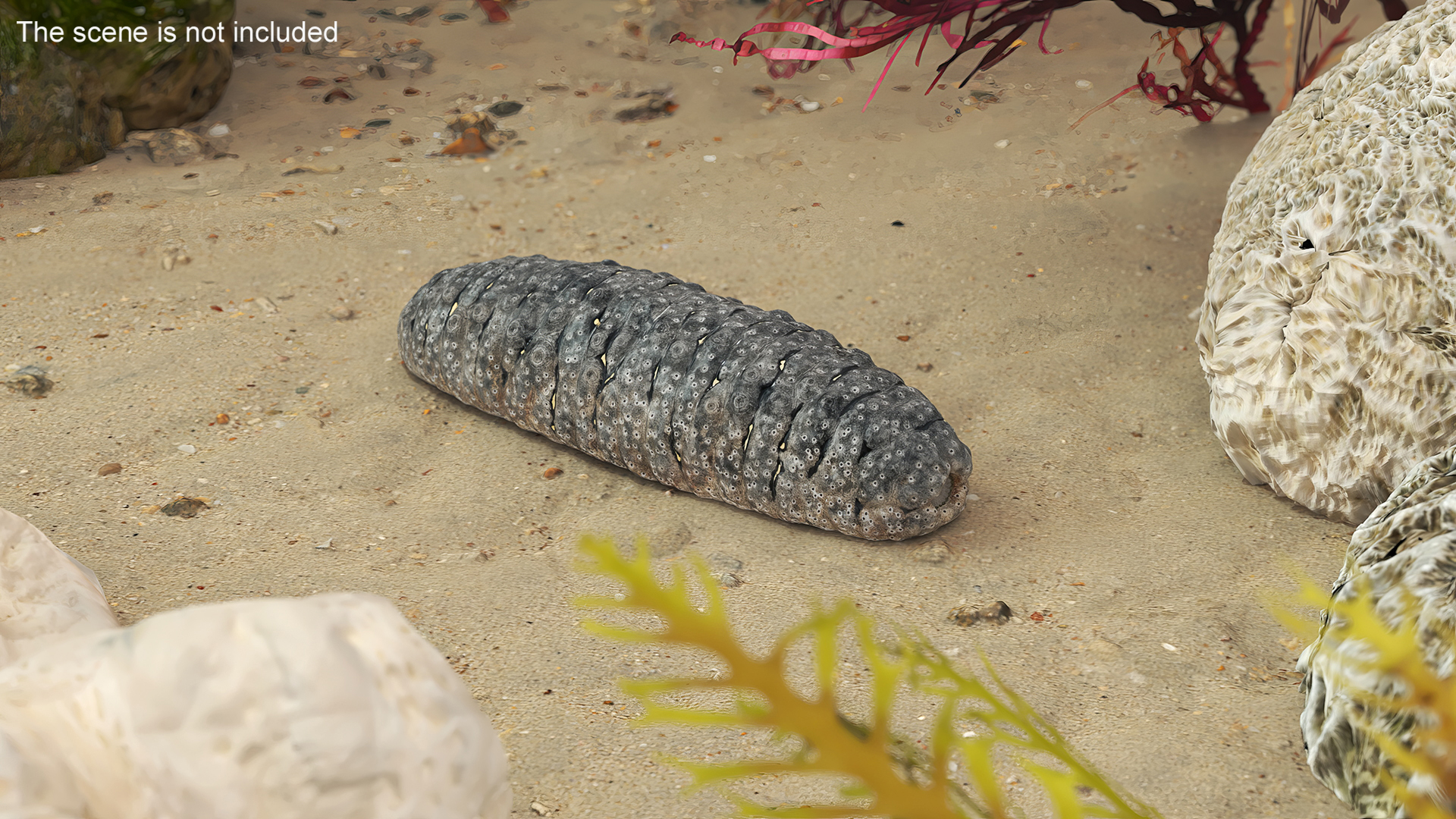 Trepang Gray Rigged 3D model