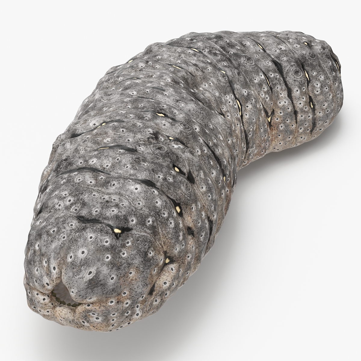 Trepang Gray Rigged 3D model