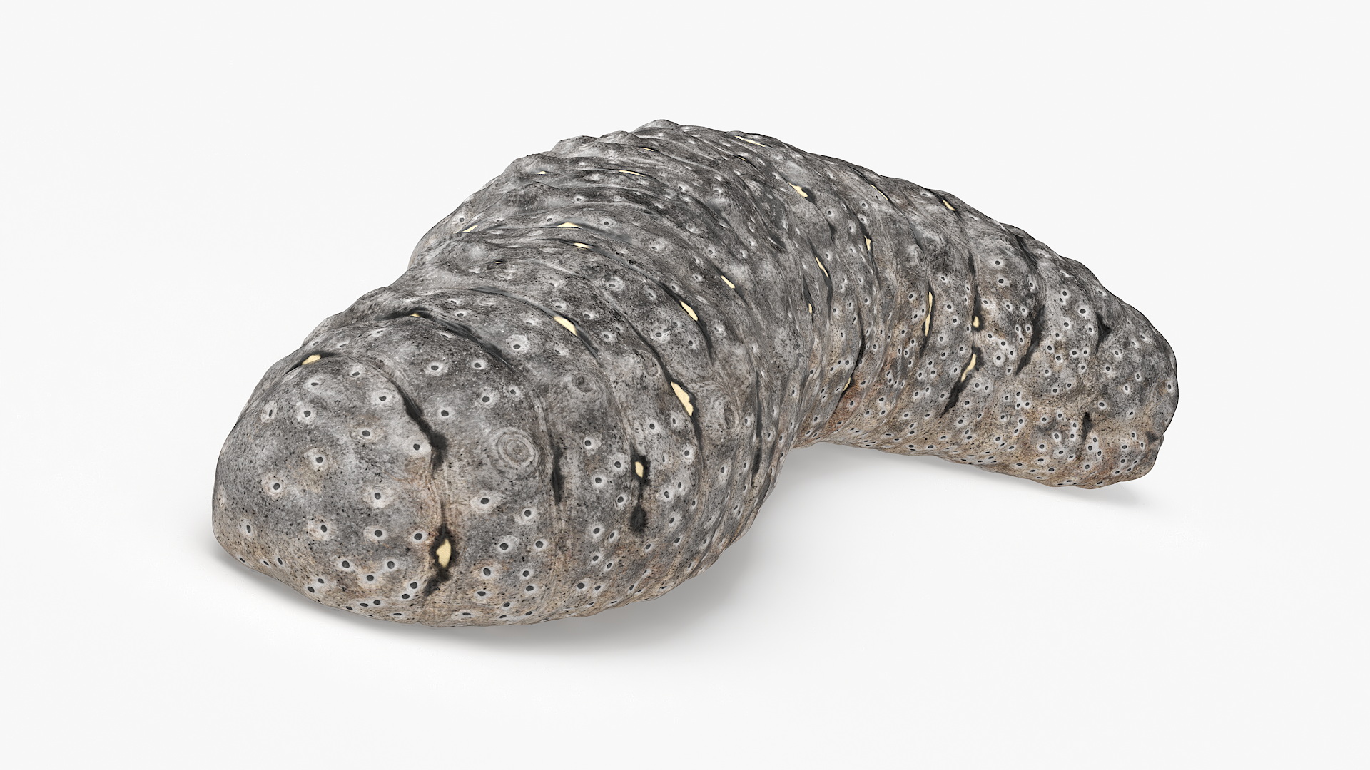Trepang Gray Rigged 3D model