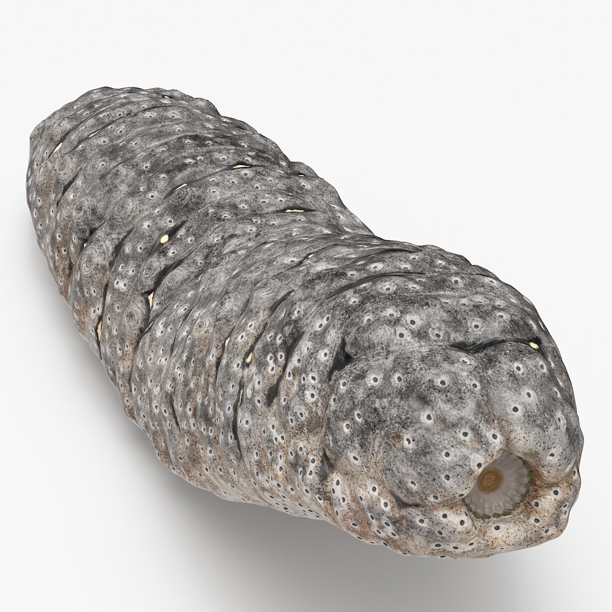 Trepang Gray Rigged 3D model