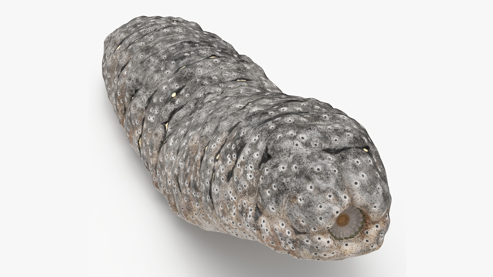 Trepang Gray Rigged 3D model