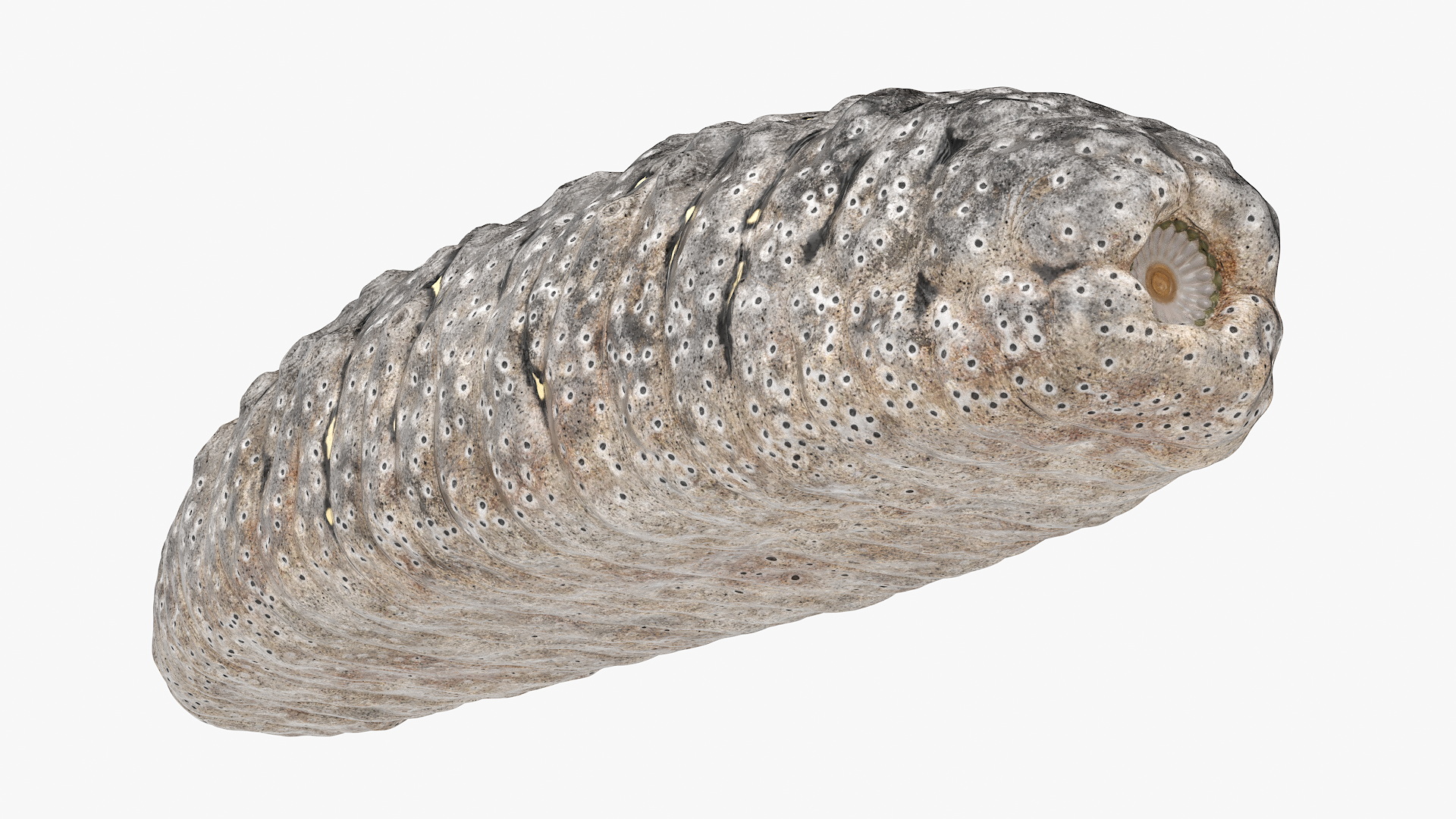 Trepang Gray Rigged 3D model