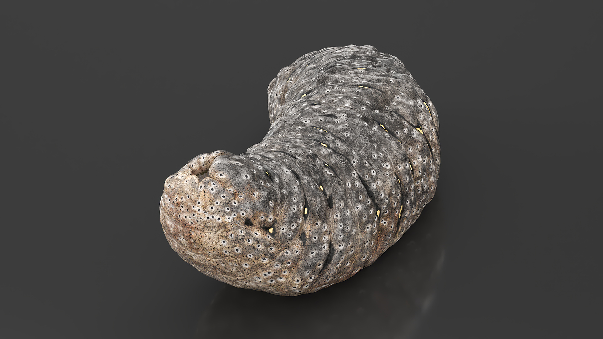 Trepang Gray Rigged 3D model