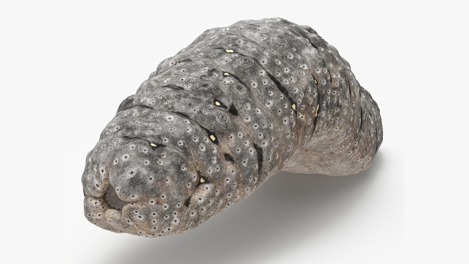 Trepang Gray Rigged 3D model