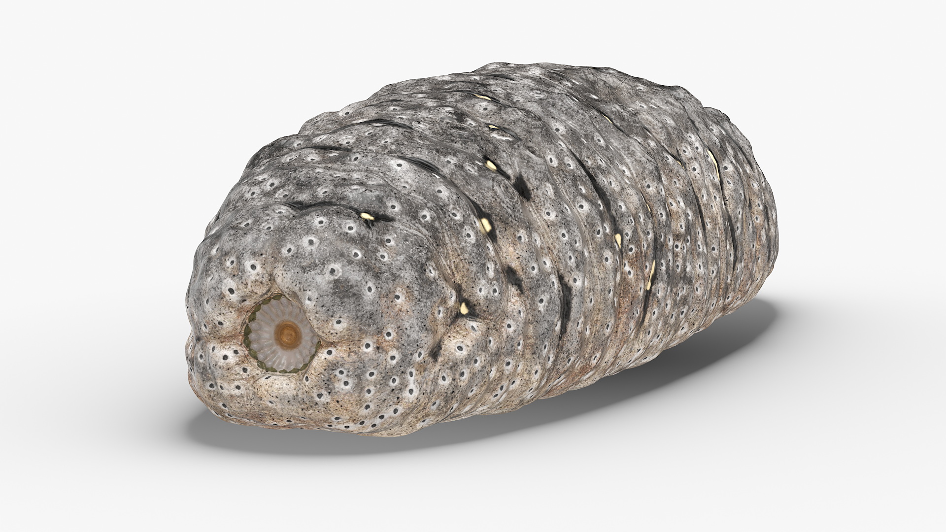 Trepang Gray Rigged 3D model