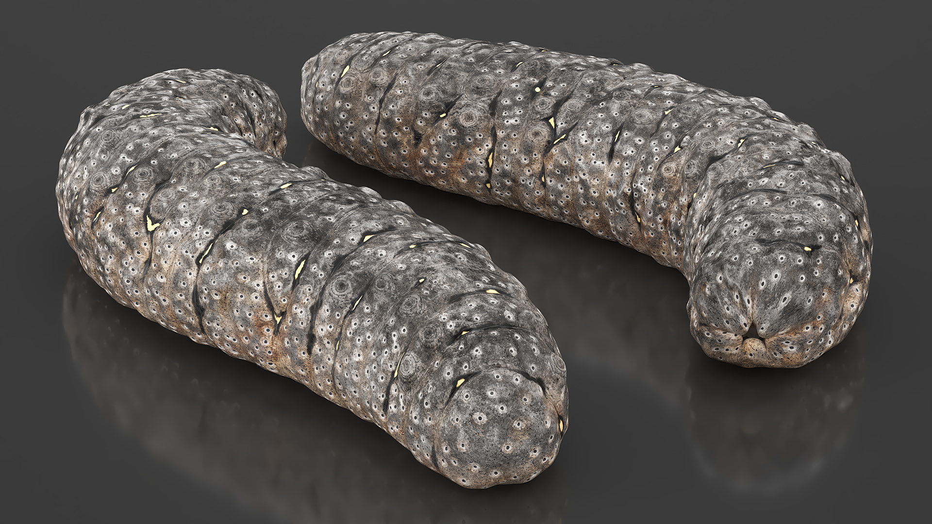 Trepang Gray Rigged 3D model