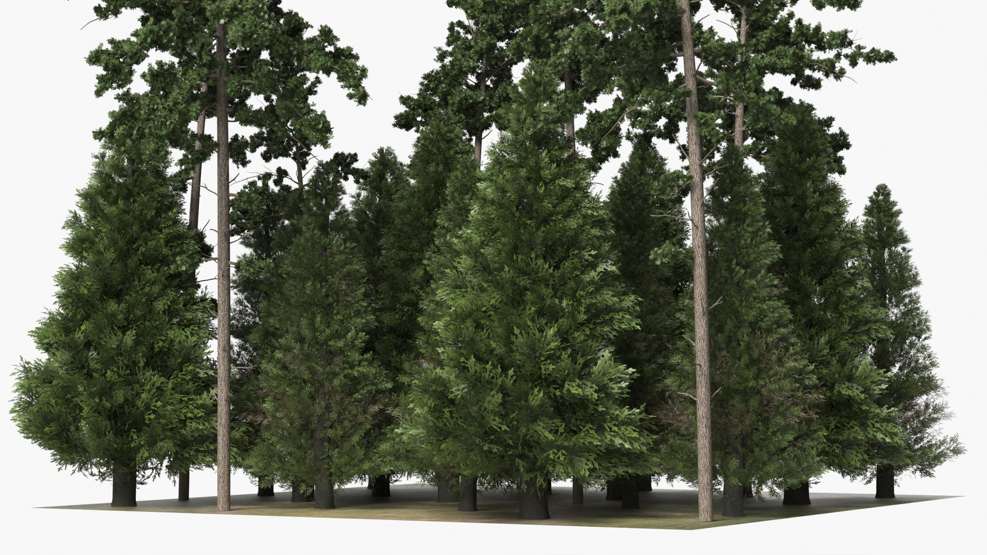 Low Poly Dense Conifer Forest Green - view 6