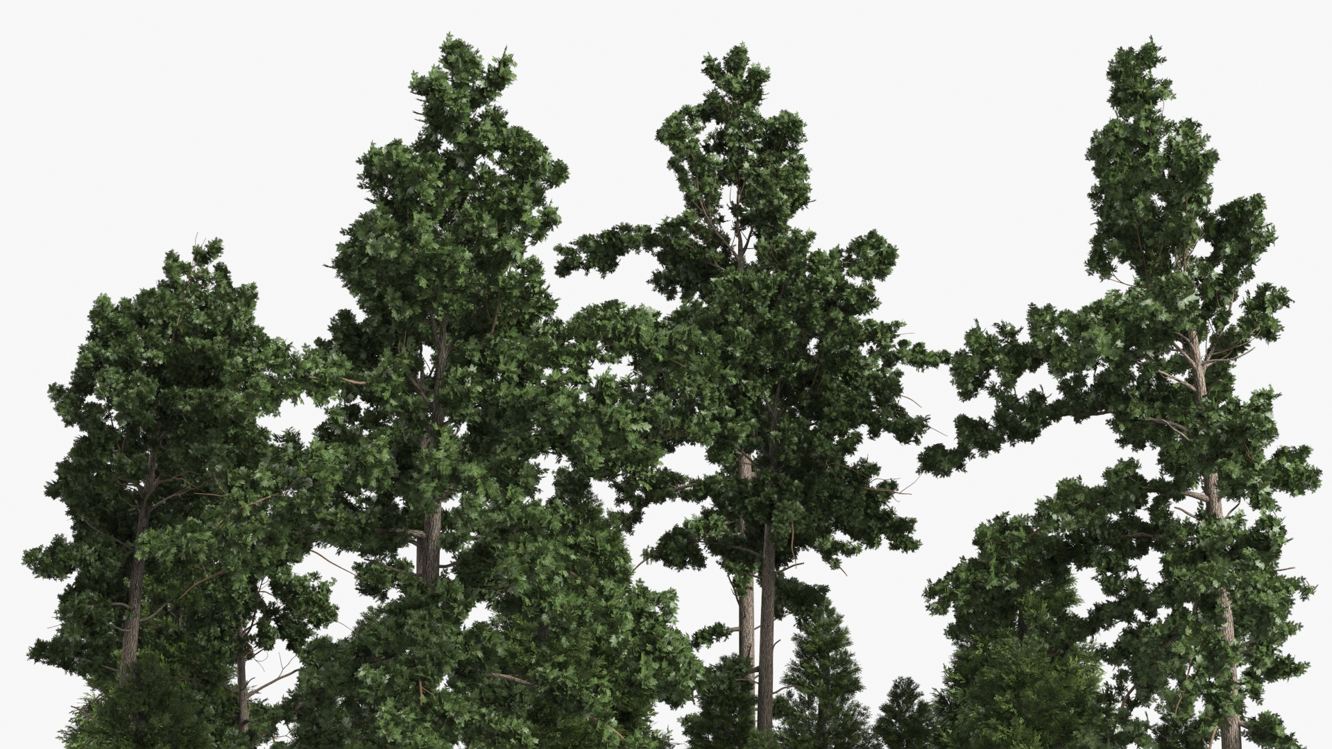 Low Poly Dense Conifer Forest Green - view 5