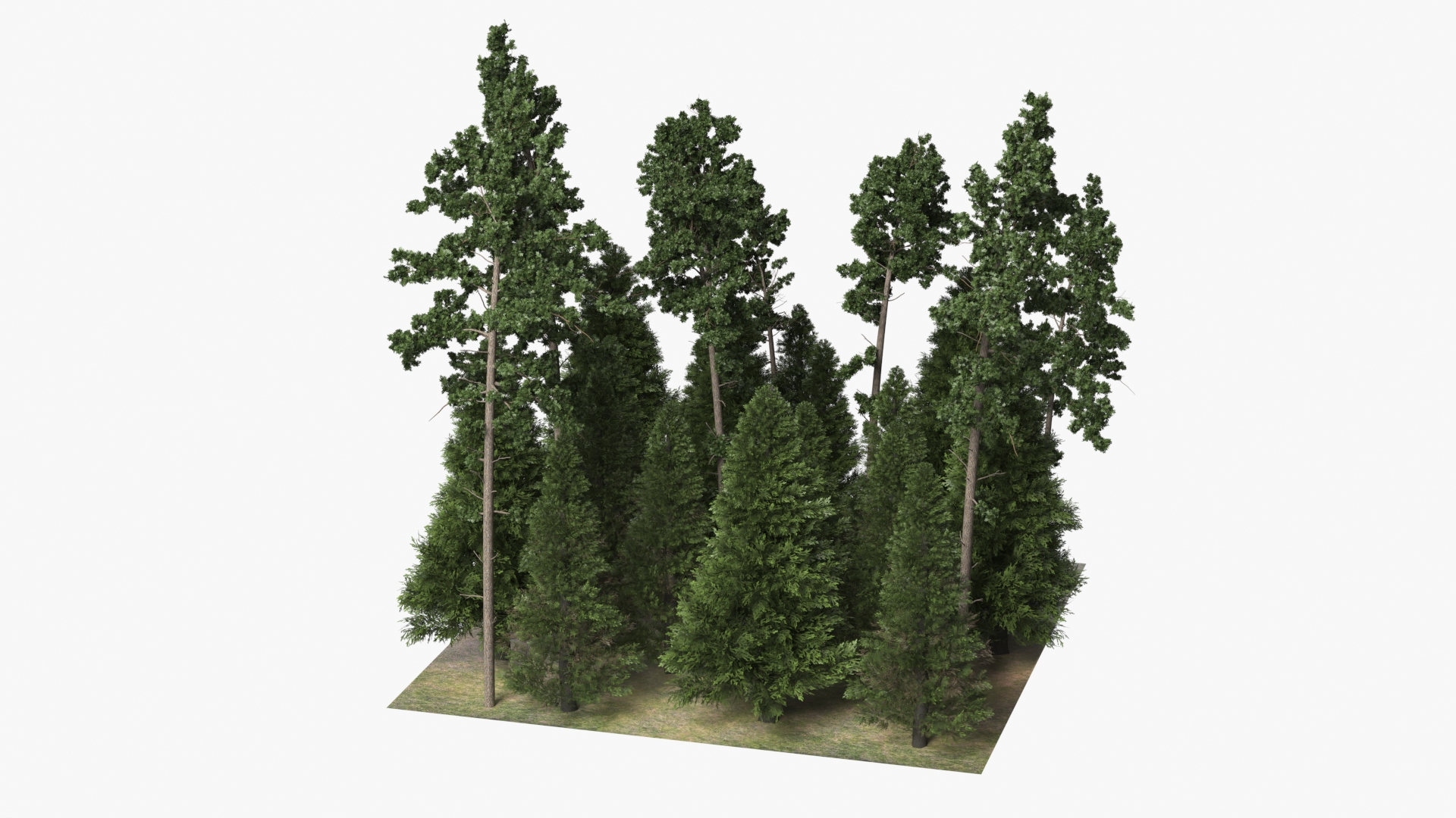 Low Poly Dense Conifer Forest Green - view 4