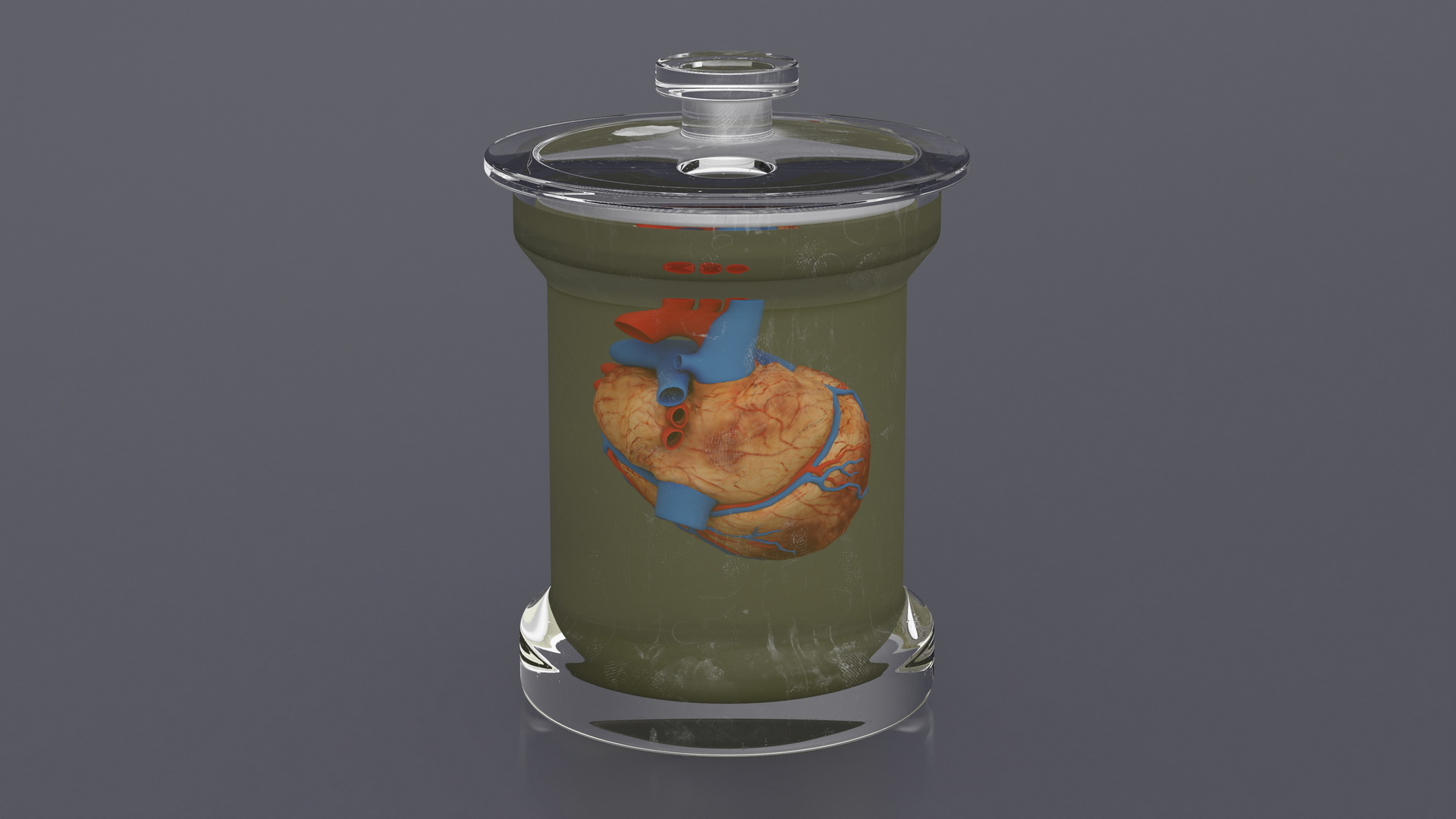 Human Heart in Glass Jar 3D model