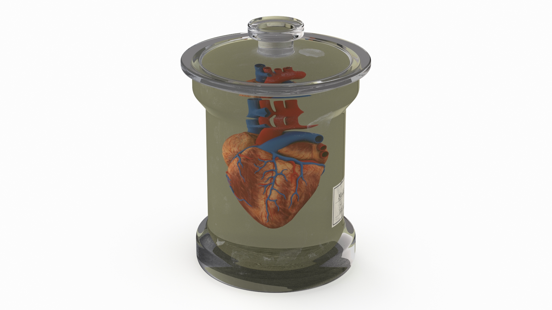 Human Heart in Glass Jar 3D model