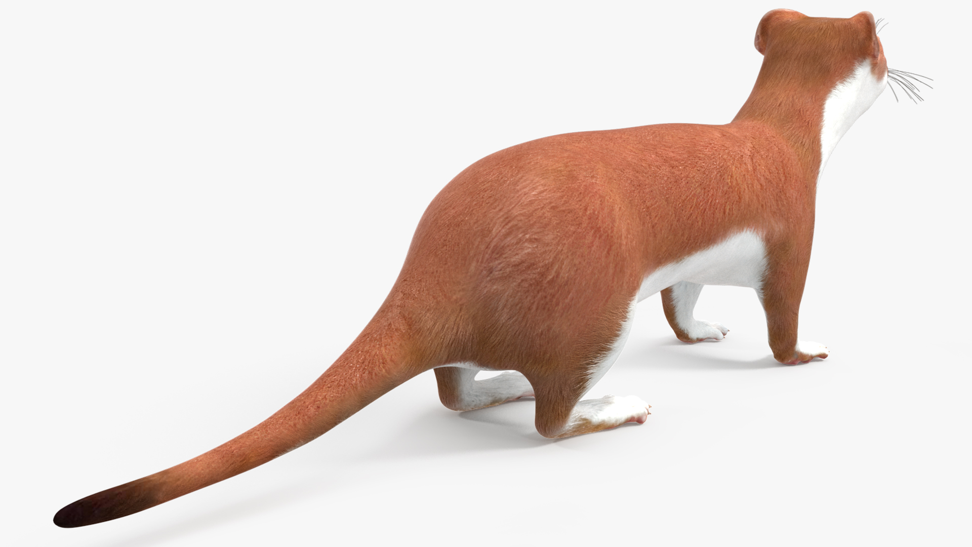 3D Stoat Brown