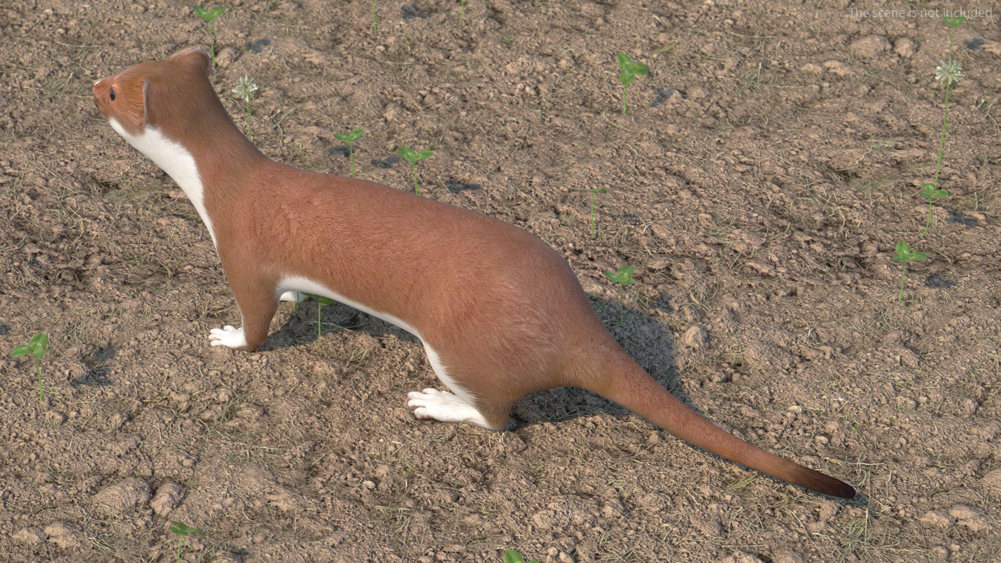 3D Stoat Brown