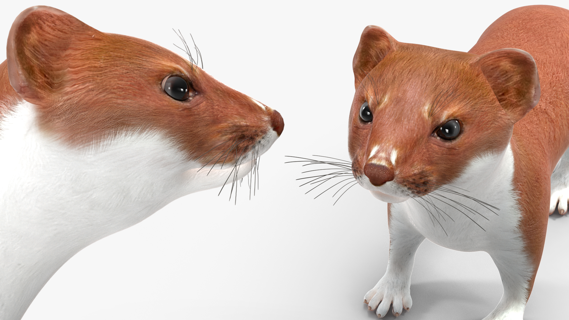 3D Stoat Brown