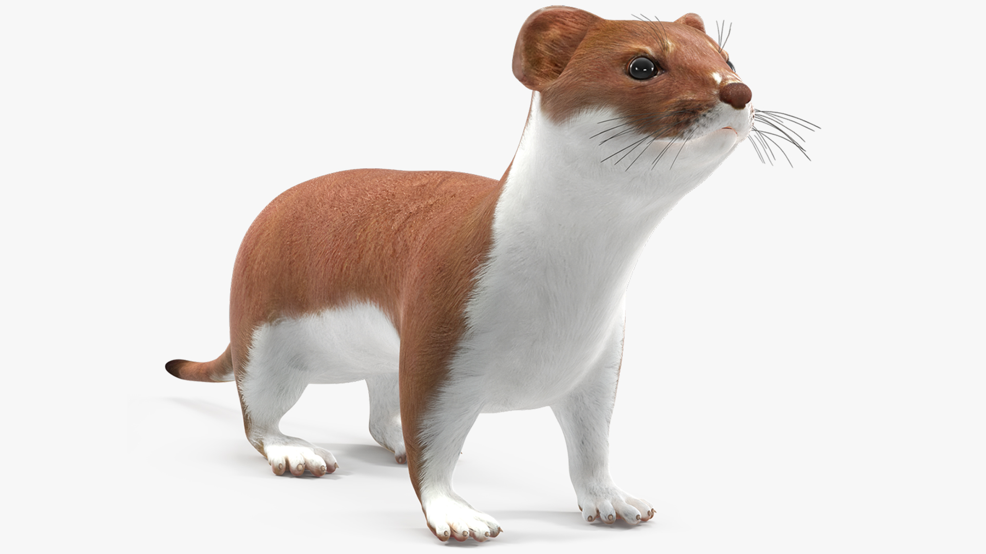 3D Stoat Brown