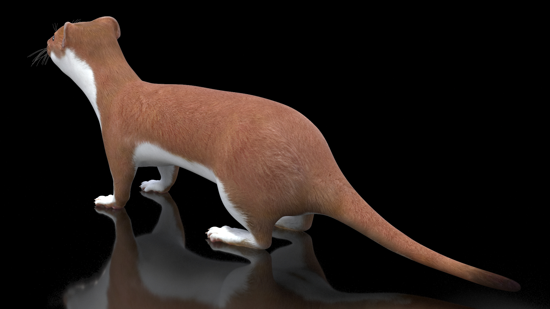 3D Stoat Brown