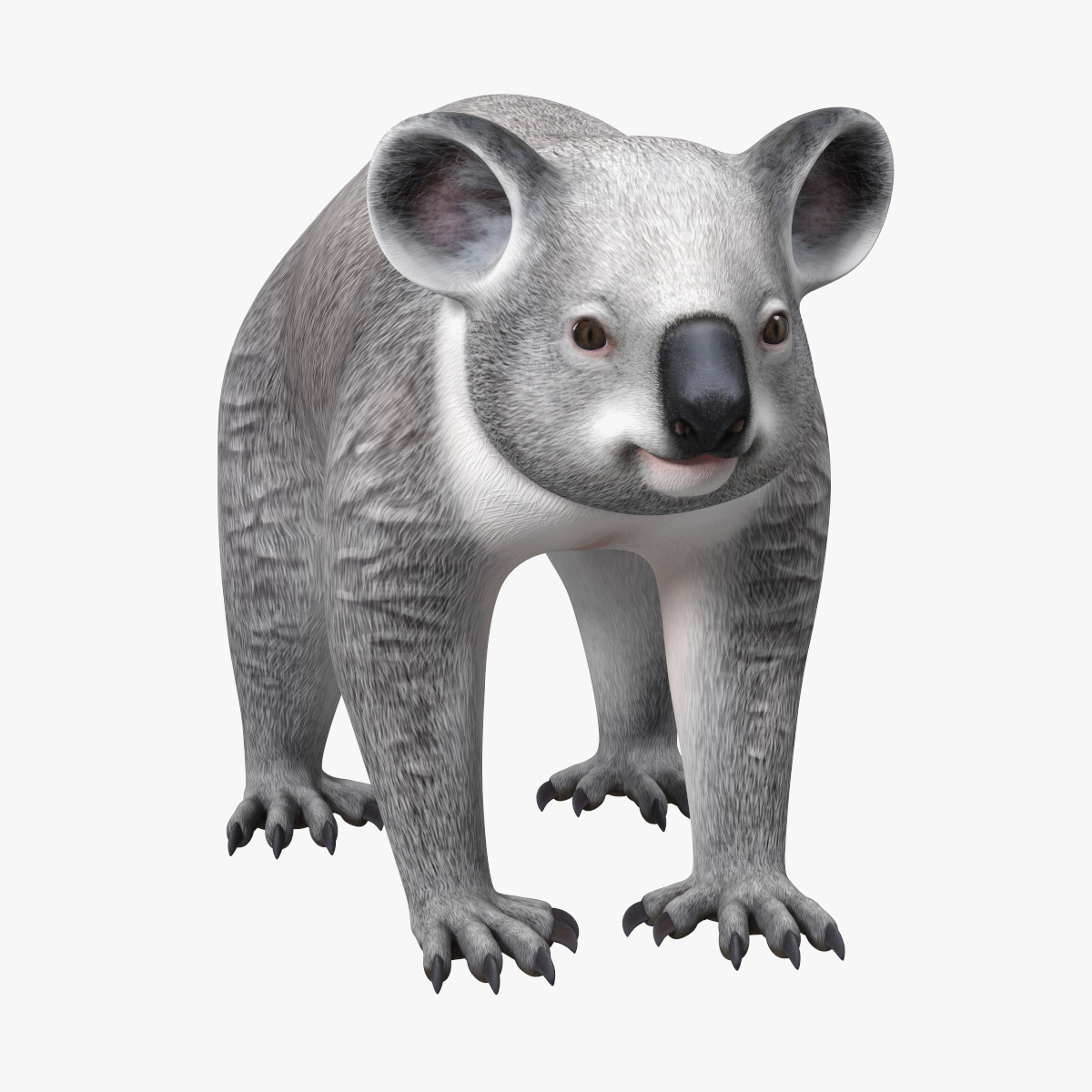 Australian Koala Rigged for Maya 3D