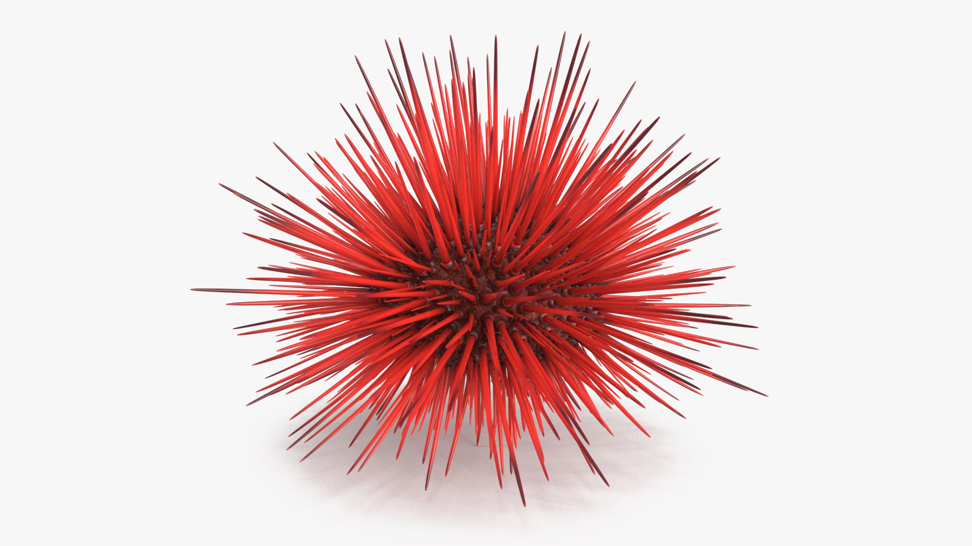 Red Sea Urchin 3D model