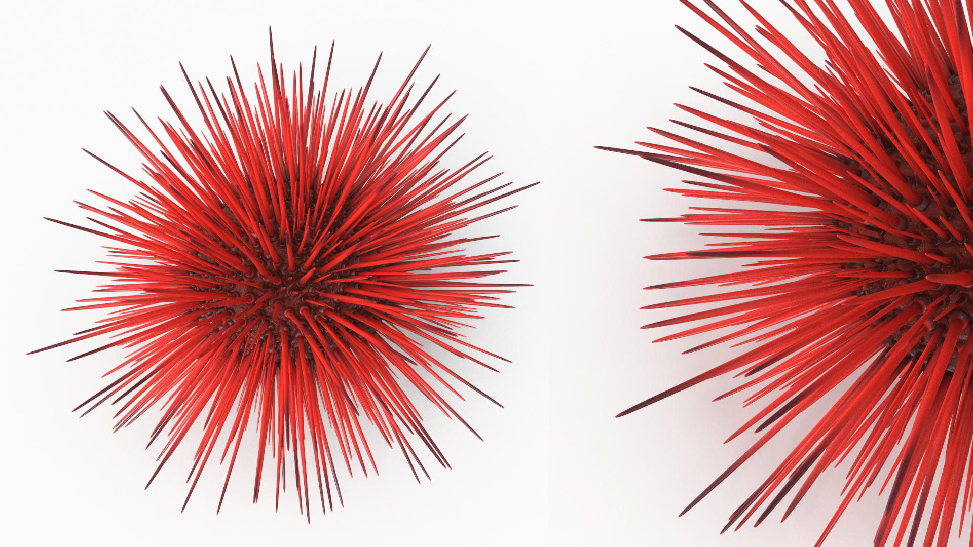 Red Sea Urchin 3D model