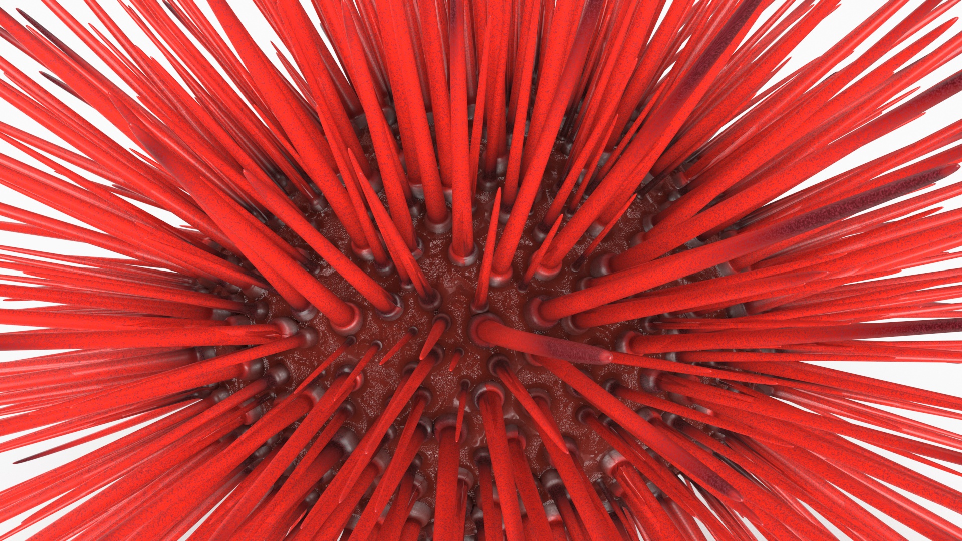 Red Sea Urchin 3D model
