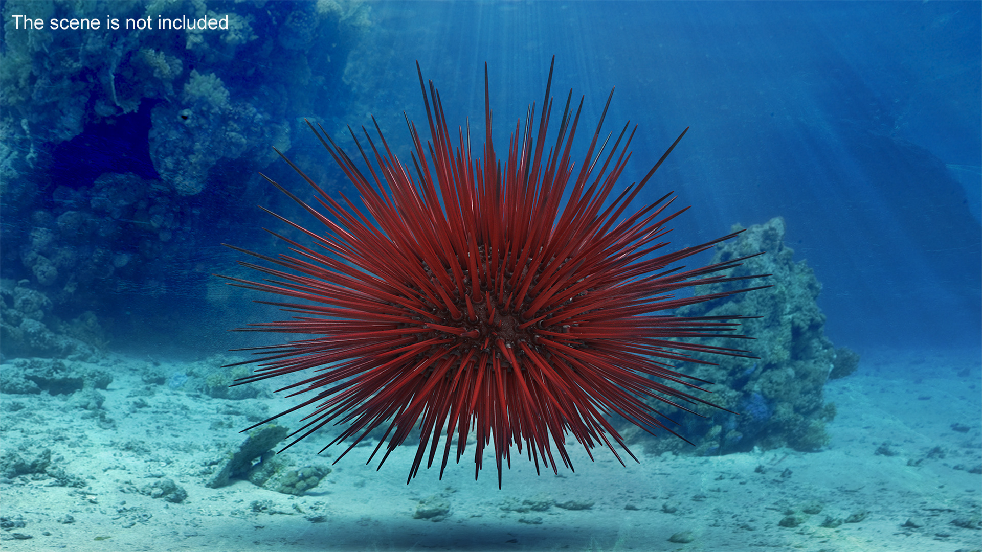 Red Sea Urchin 3D model