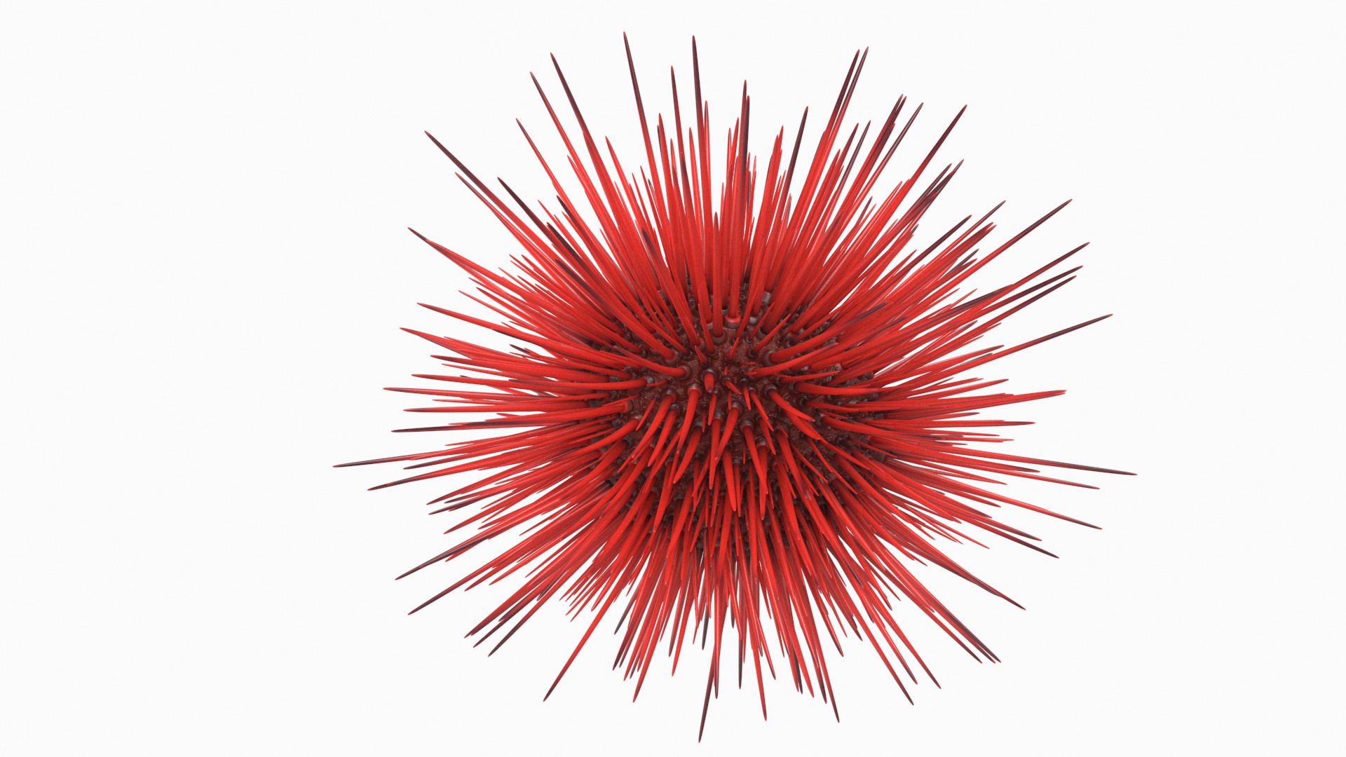 Red Sea Urchin 3D model