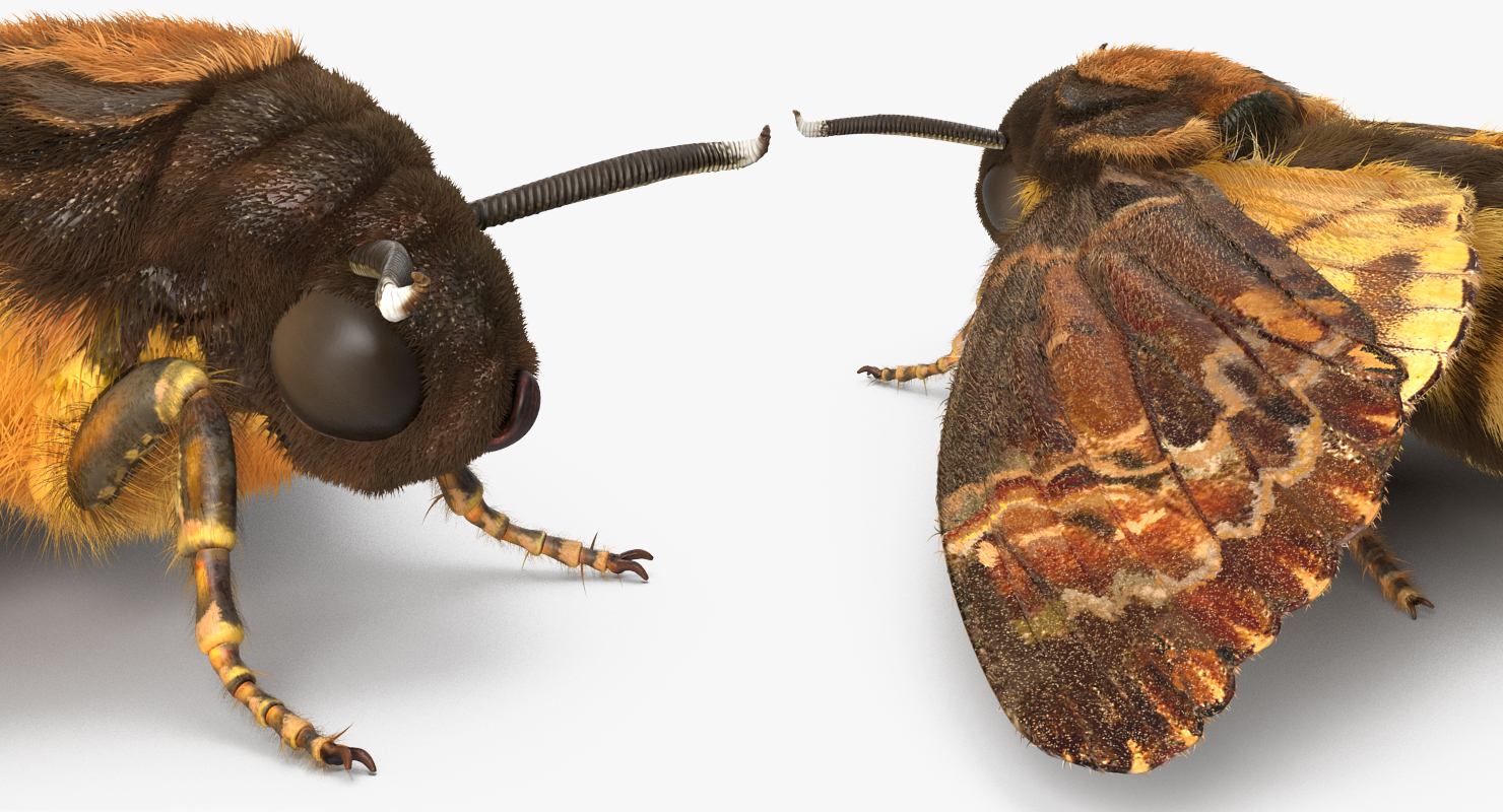 3D Deaths Head Hawkmoth with Fur Rigged