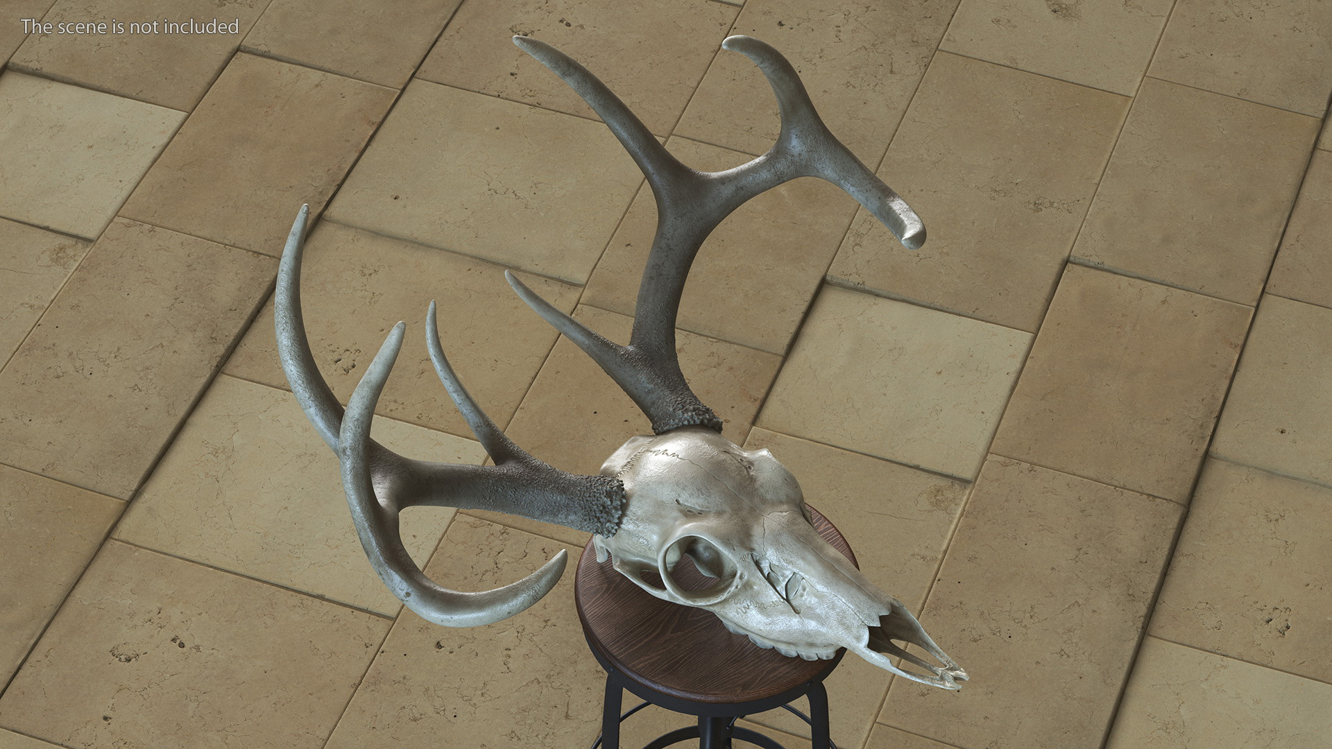 3D Deer Skull with Antlers model