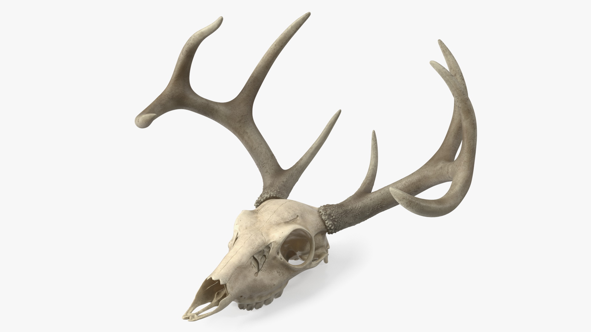 3D Deer Skull with Antlers model