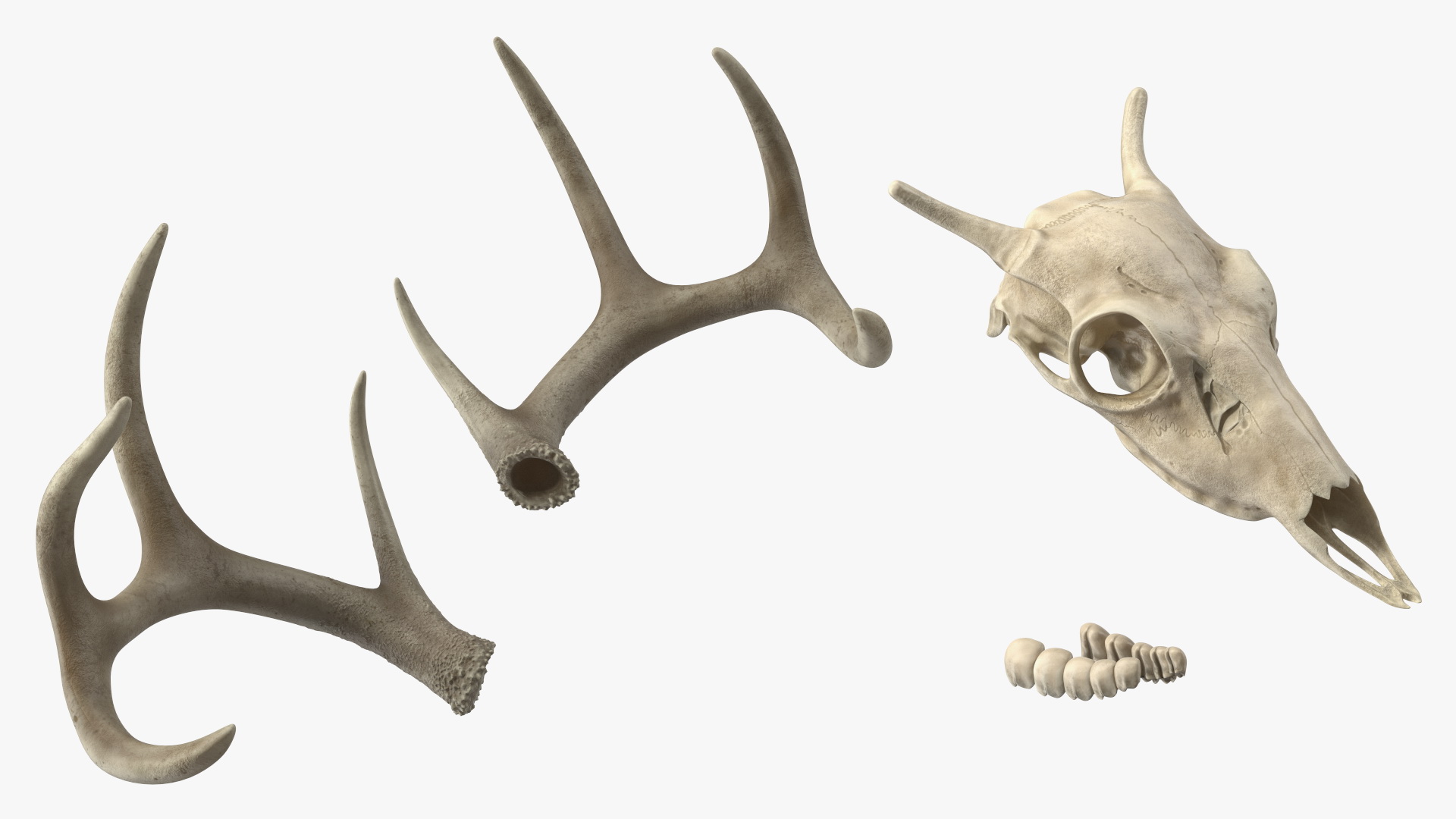 3D Deer Skull with Antlers model