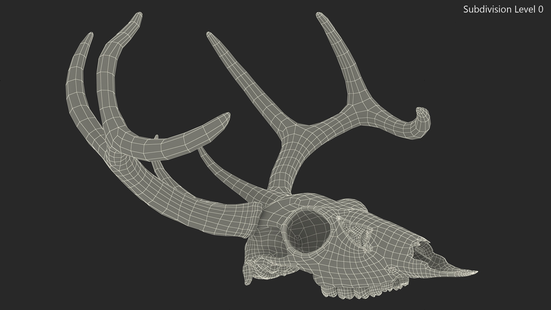 3D Deer Skull with Antlers model