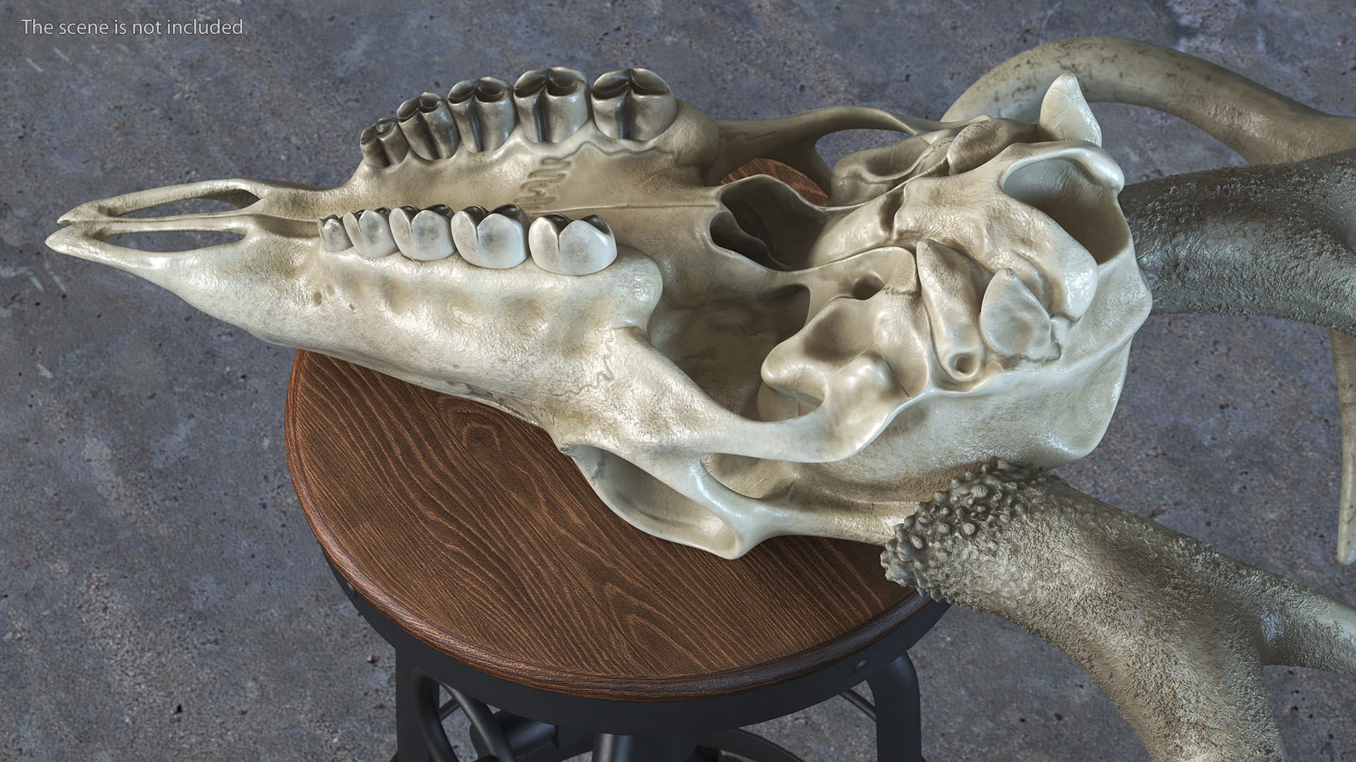 3D Deer Skull with Antlers model