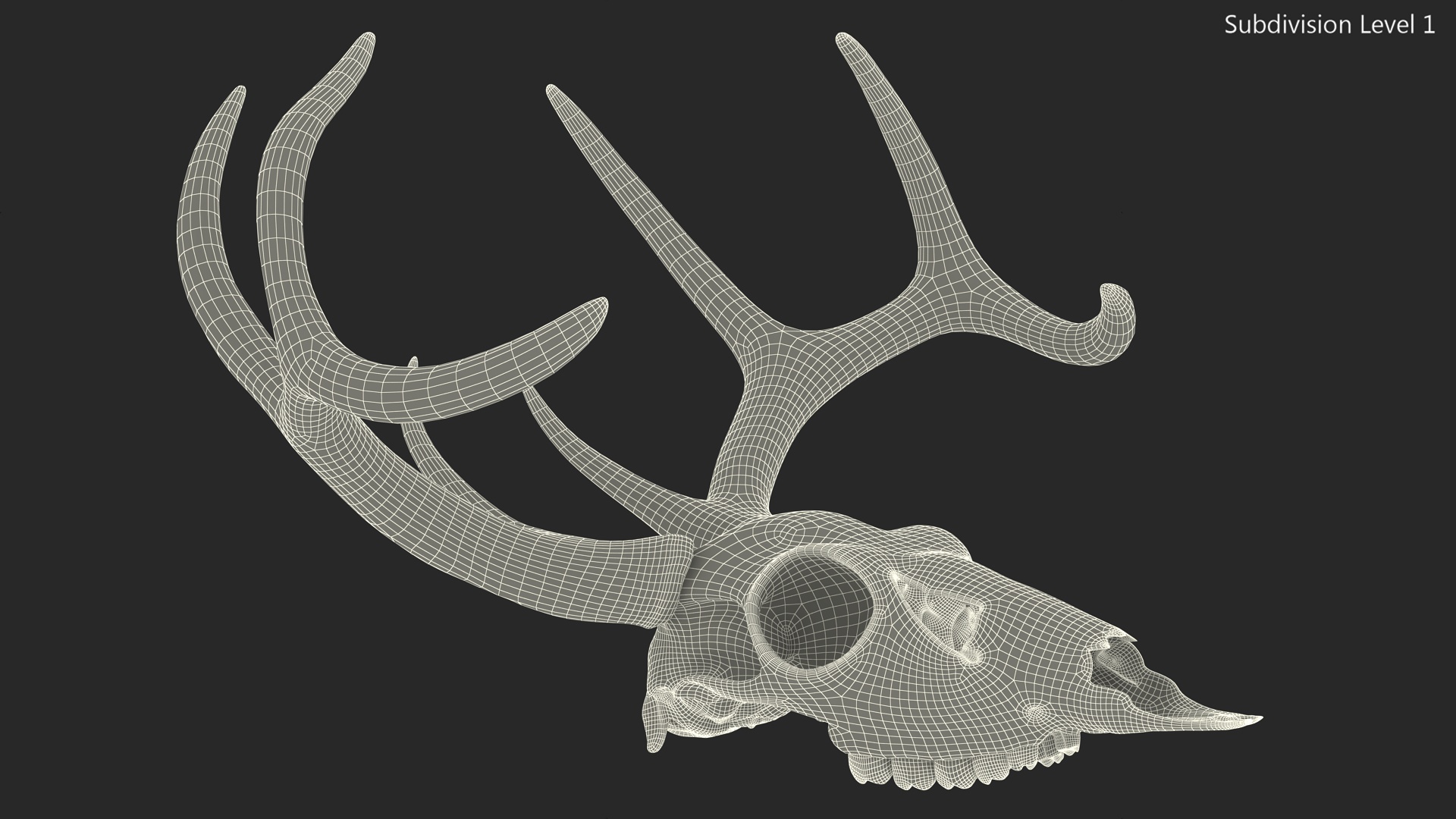3D Deer Skull with Antlers model