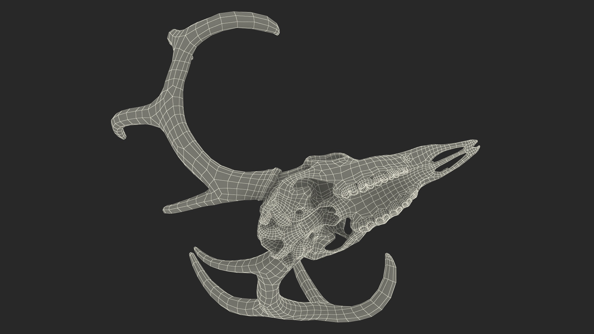 3D Deer Skull with Antlers model