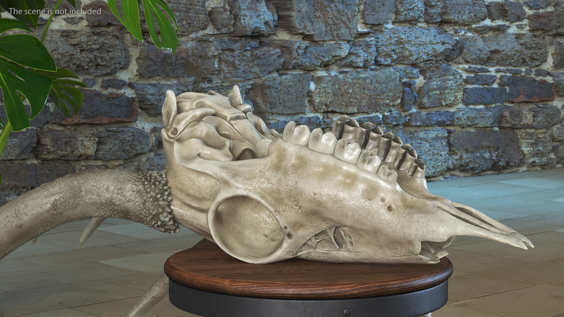 3D Deer Skull with Antlers model