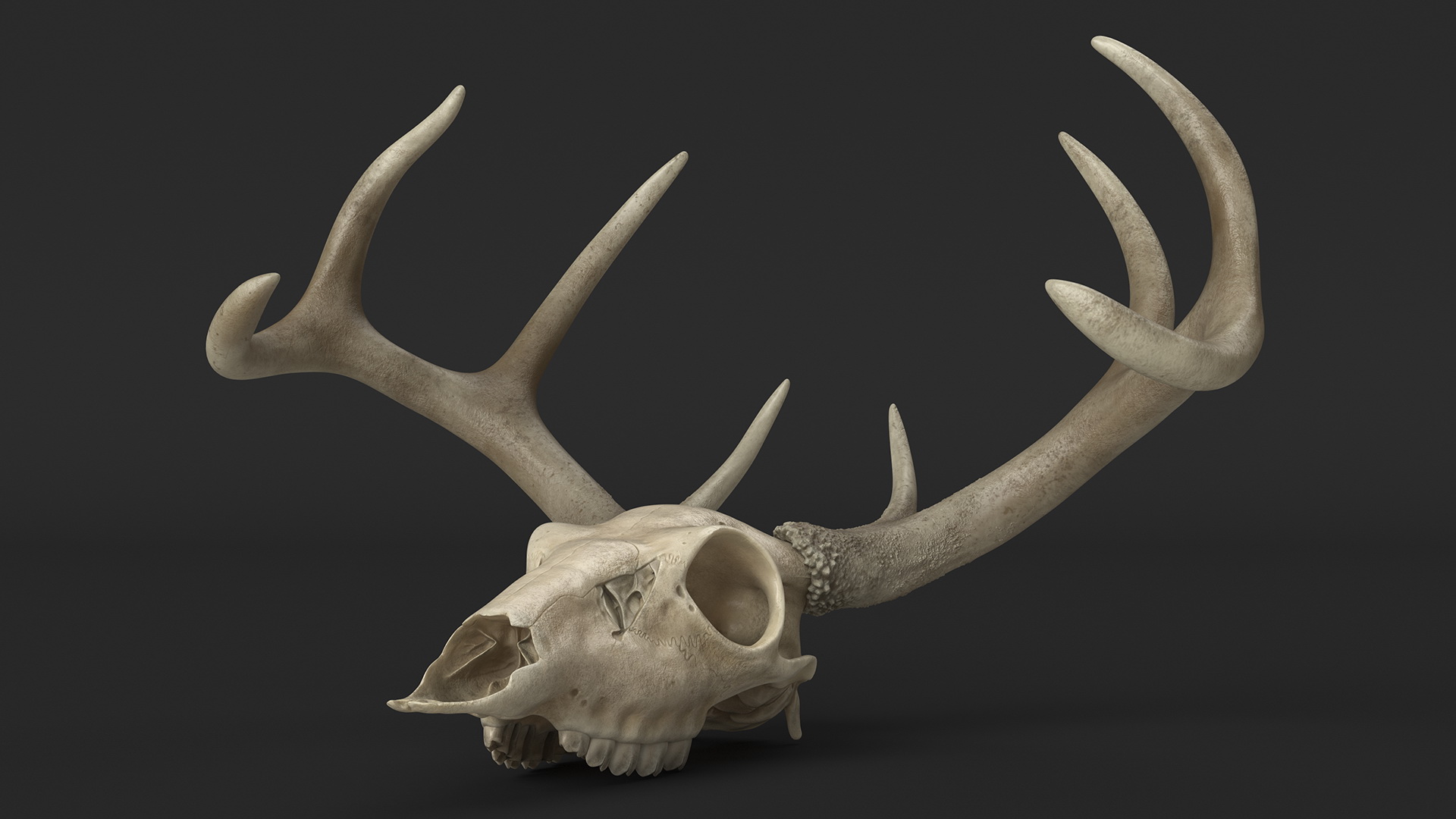 3D Deer Skull with Antlers model