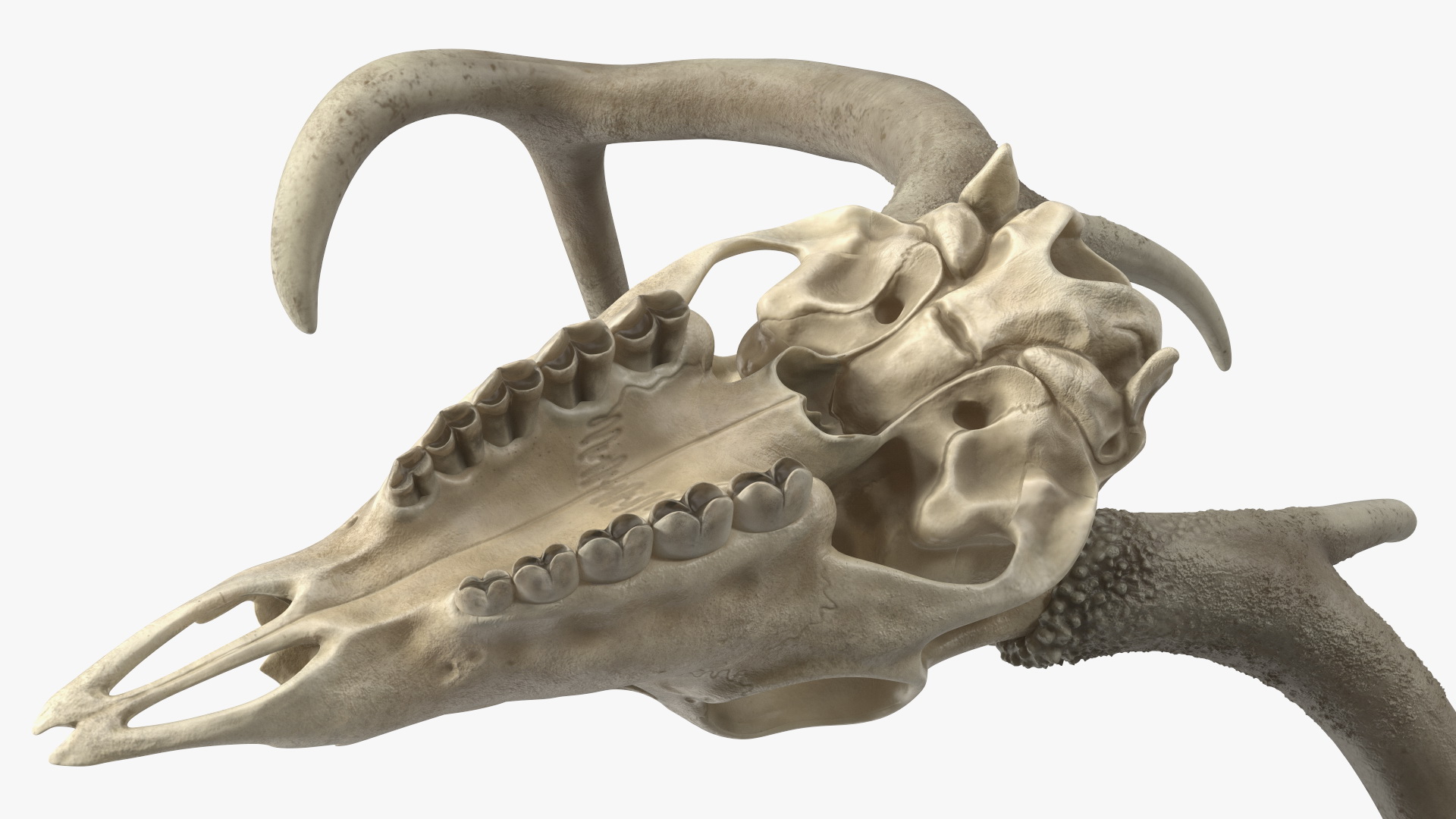 3D Deer Skull with Antlers model