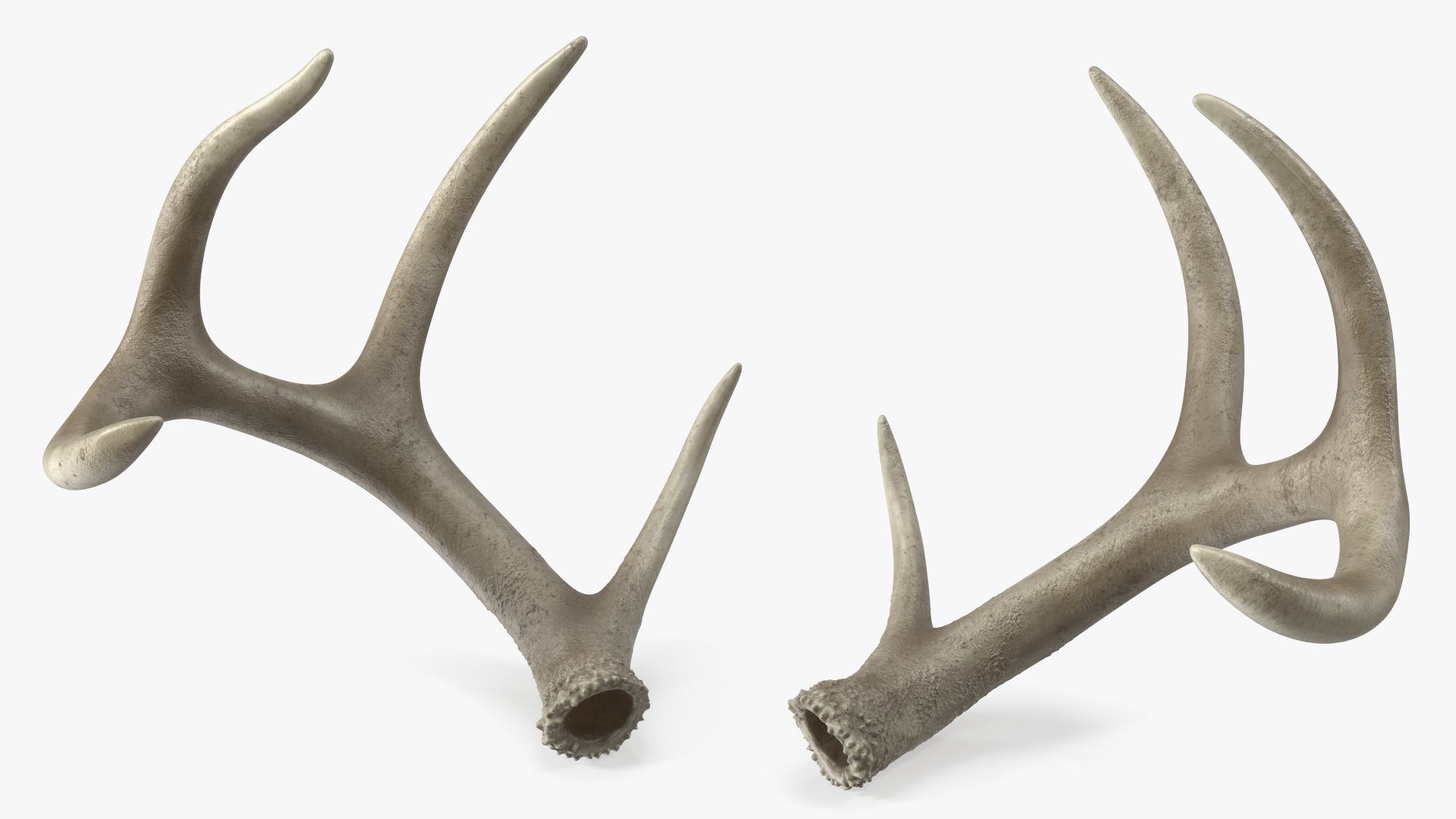 3D Deer Skull with Antlers model