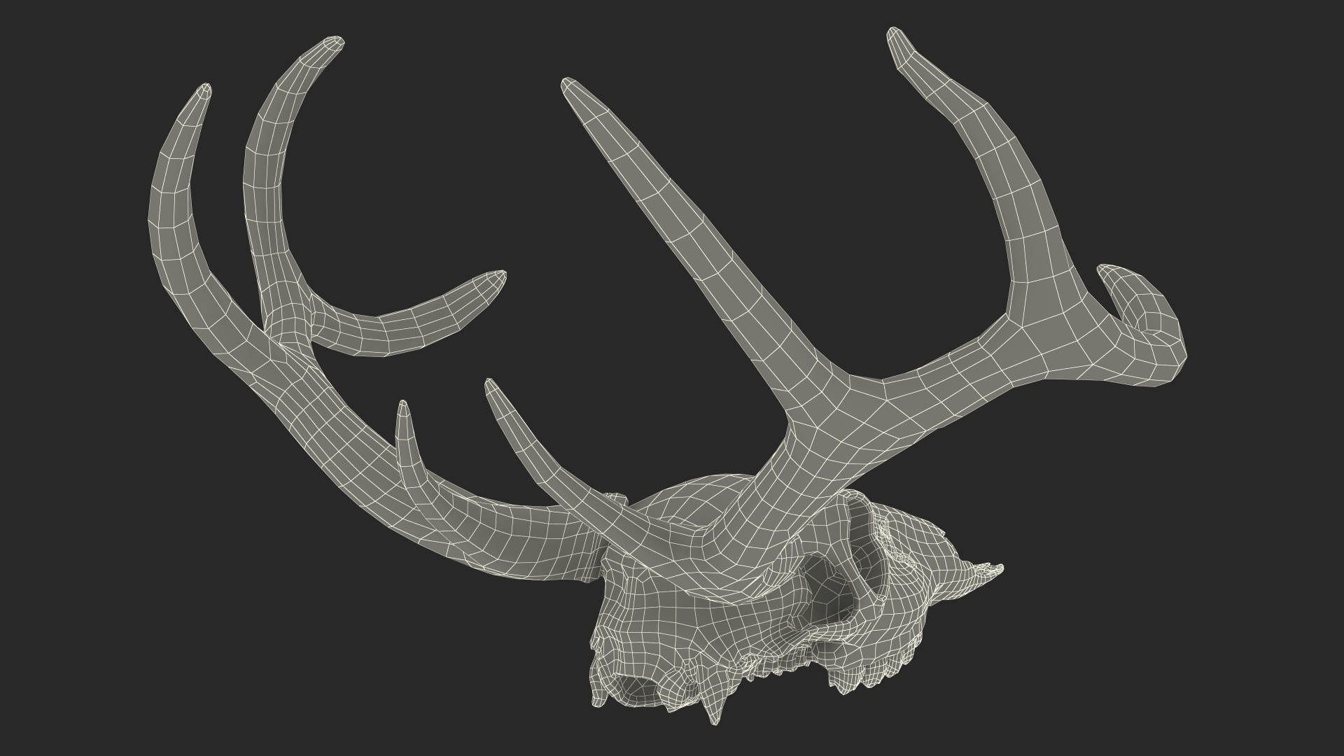 3D Deer Skull with Antlers model