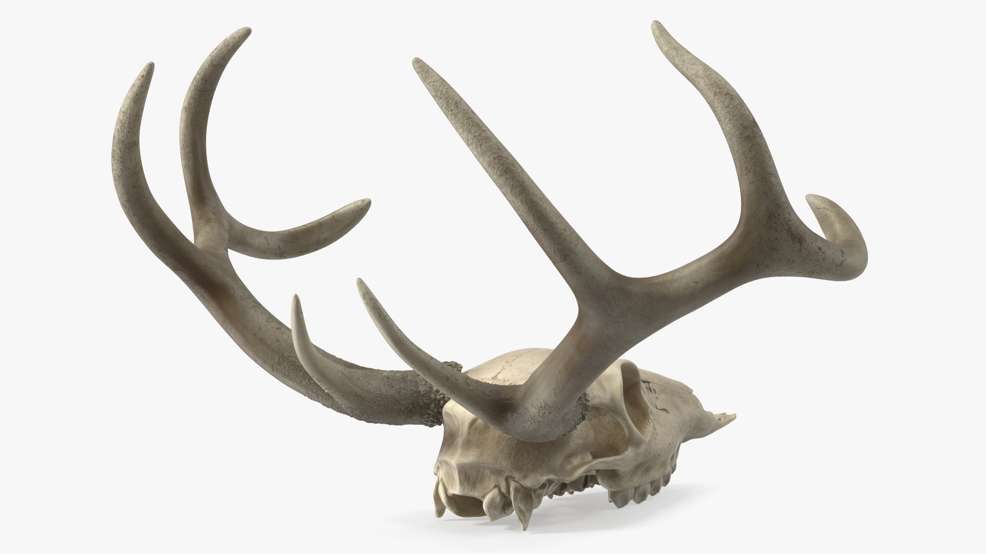 3D Deer Skull with Antlers model