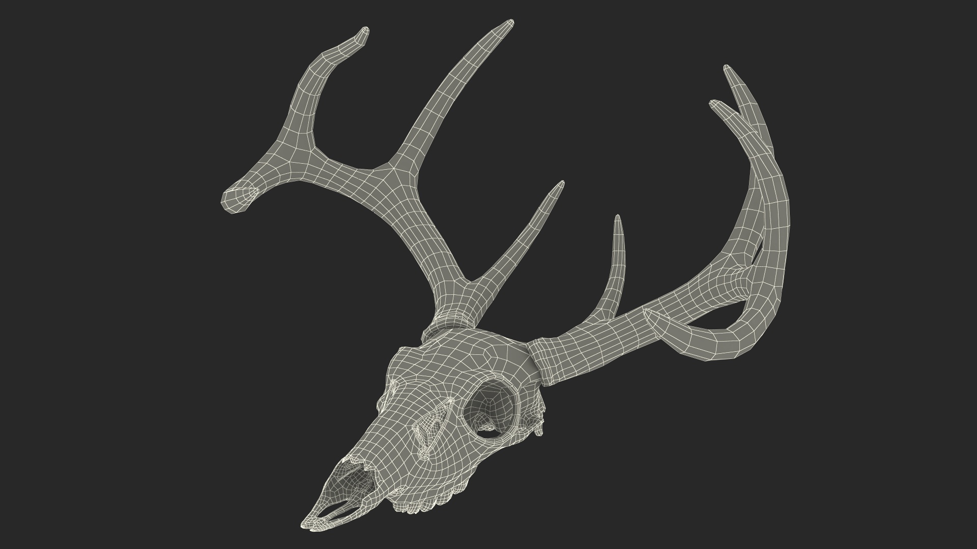 3D Deer Skull with Antlers model