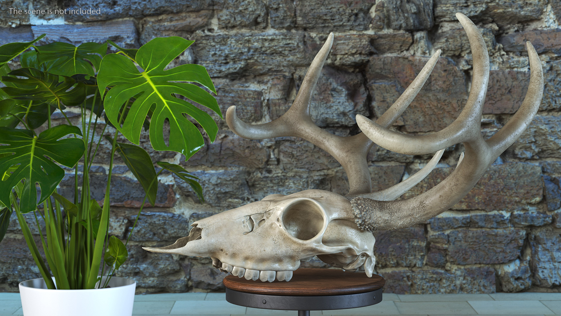 3D Deer Skull with Antlers model